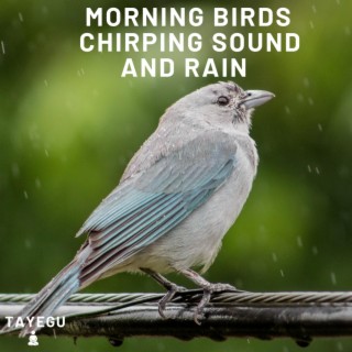 Morning Birds Chirping Sound and Rain 1 Hour Relaxing Nature Ambient Yoga Meditation Sounds For Sleeping Relaxation or Studying