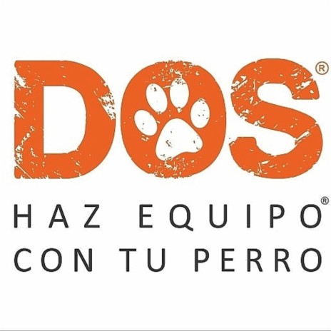 Haz Equipo Con Tu Perro | Boomplay Music