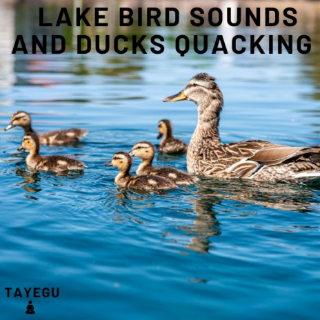 Lake Bird Sounds and Ducks Quacking 1 Hour Relaxing Nature Ambient Yoga Meditation Sounds For Sleeping Relaxation or Studying