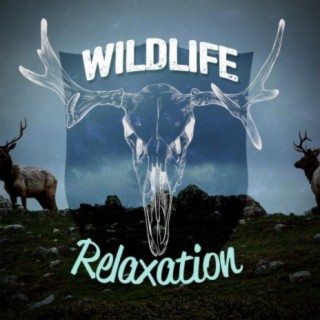 Wildlife Relaxation