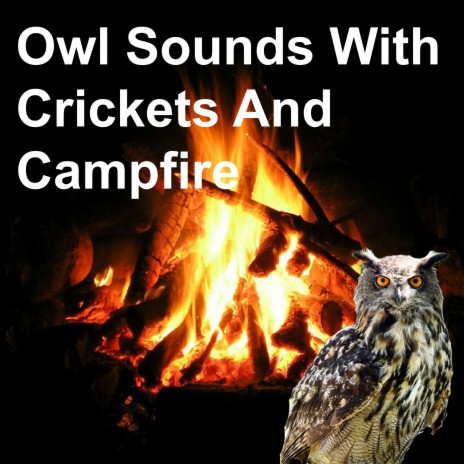 Owl Sounds with Crickets and Campfire