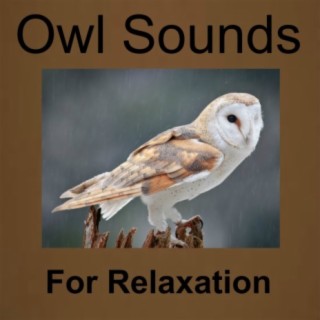 Owl Sounds Recordings