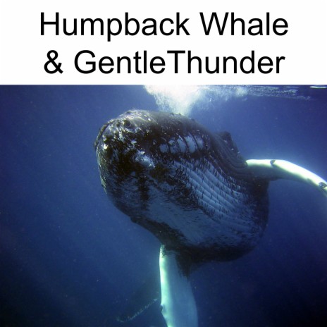humpback Whale And Gentle Thunder Sounds | Boomplay Music