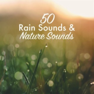 Rain Sounds &amp; Nature Sounds