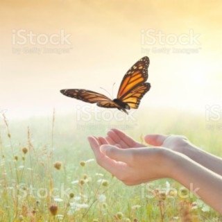 Butterflies Are Free