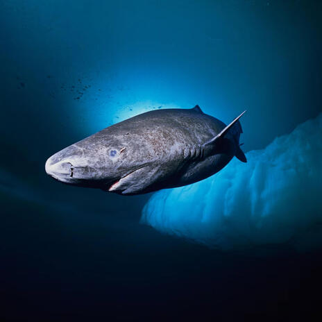 Greenland Shark