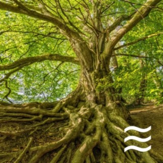 Nature Sounds of Raining for Calm Sleep