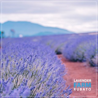 Lavender Farm