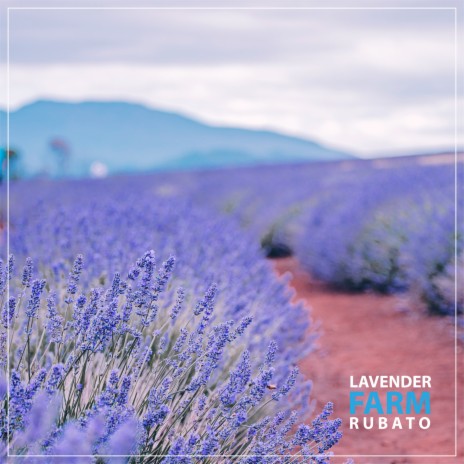 Lavender Farm | Boomplay Music