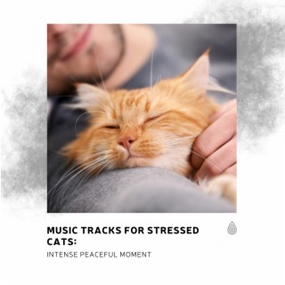 Pistes musicales pour chats stressés : Moment de paix intense