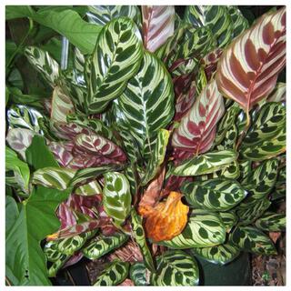 Calathea