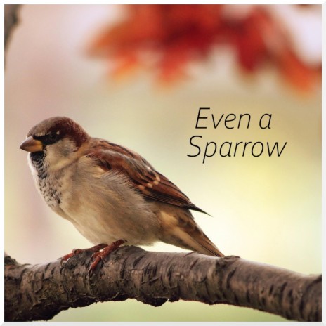 Even a Sparrow | Boomplay Music