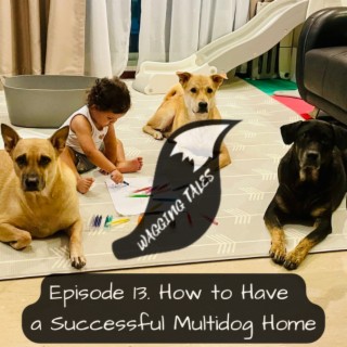 How to Have  a Successful Multi-dog Home