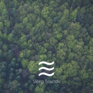 Sleeping Soft Noises of Trees and Rain