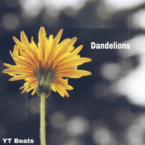 Dandelions