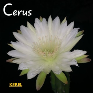 Cerus