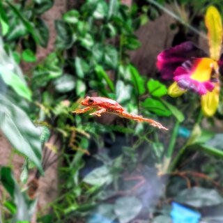 Frog on a Lilypad