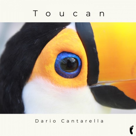 Toucan | Boomplay Music