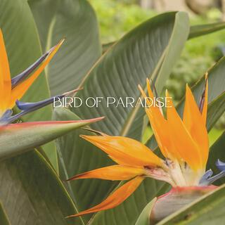 Bird of Paradise