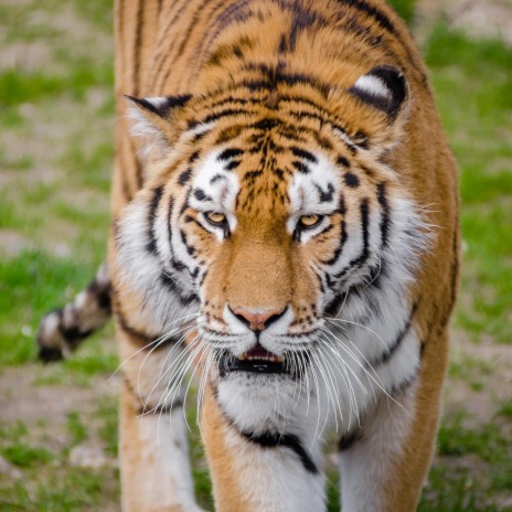 Tiger Tiger | Boomplay Music