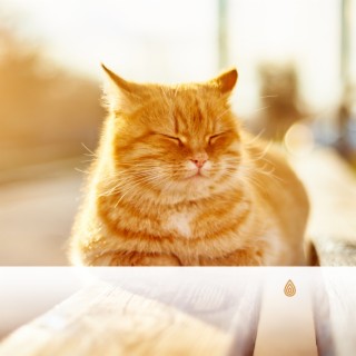 Meilleure compilation de musique pour chats : Soirée calme