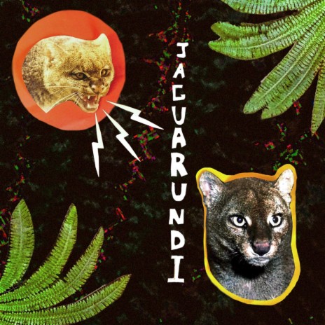 Jaguarundi | Boomplay Music