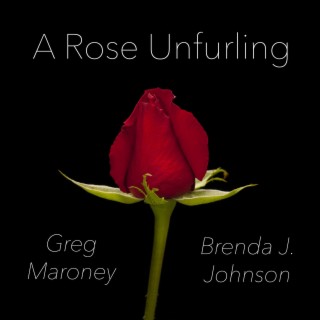 A Rose Unfurling