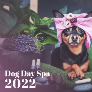 Dog Day Spa 2022 - In Pet Salon, Relaxing Tracks for Dog Anxiety. Pet Therapy, Animal Reiki