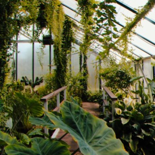 the greenhouse