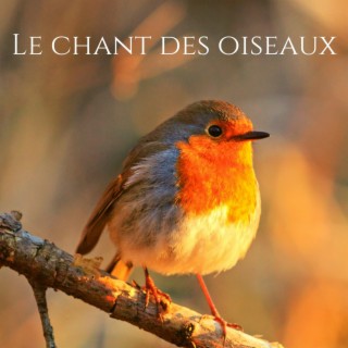 Le chant des oiseaux: La nature sonne pour la détente, Dormir, Méditation