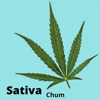 Sativa