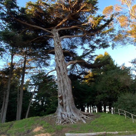 Teetering Trees