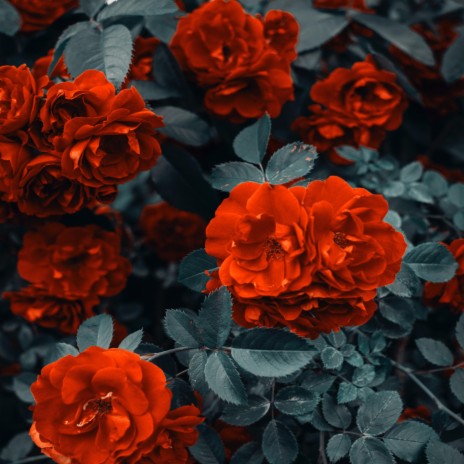 Rote Rosen | Boomplay Music