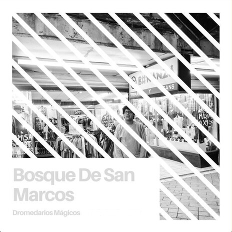 Bosque de San Marcos | Boomplay Music