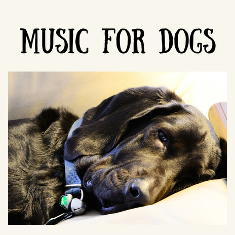 Bed Time Music ft. Music For Dogs Peace, Relaxing Puppy Music & Calm Pets Music Academy | Boomplay Music