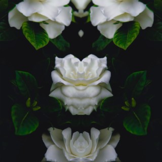 when gardenias bloom