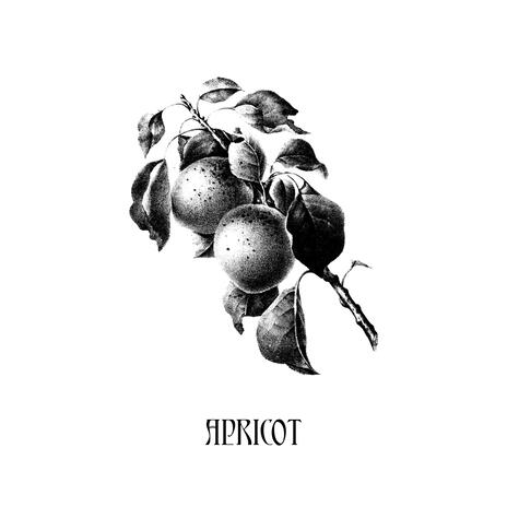 Apricot | Boomplay Music