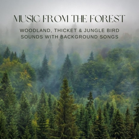Tropical Zen Forest | Boomplay Music