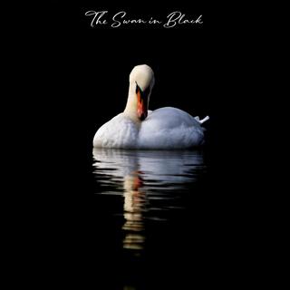 The Swan in Black