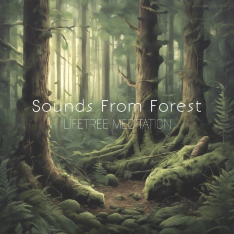 Sounds From Forest | Boomplay Music