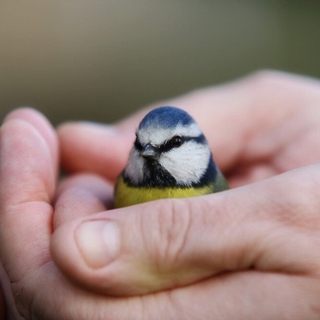 Bird is in the hand