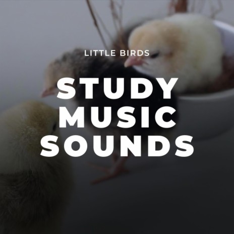Little Birds | Boomplay Music
