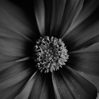 Black Daisy