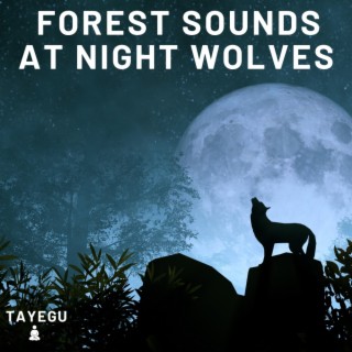 Forest Sounds at Night Wolves Wolf Creek Stream River and Crickets Camping 1 Hour Relaxing Nature Ambient Yoga Meditation Sounds For Sleeping Relaxation or Studying