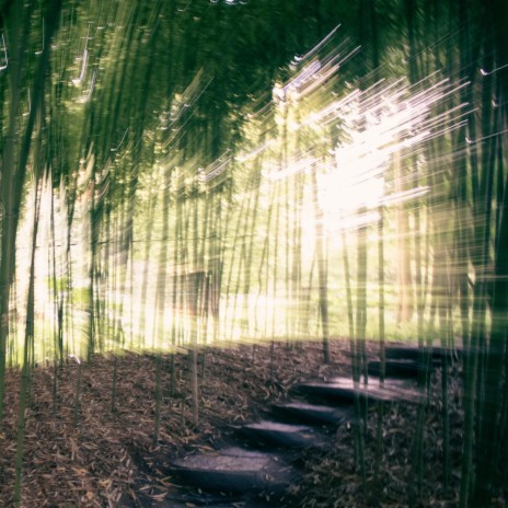 Bamboo Forest | Boomplay Music