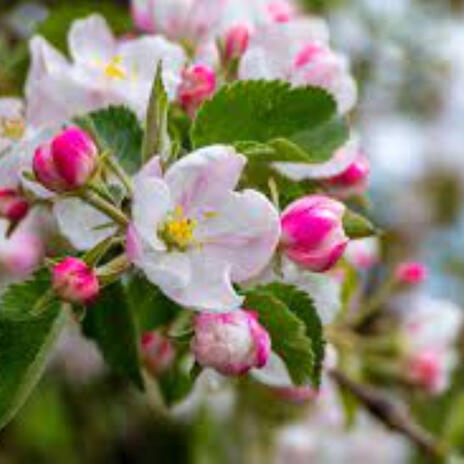 Apple Blossoms | Boomplay Music