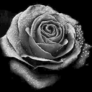 Black Rose