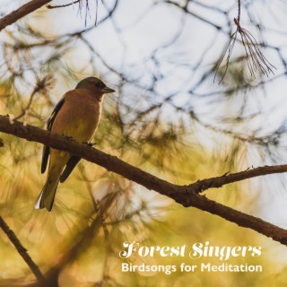 Forest Singers: Birdsongs for Meditation
