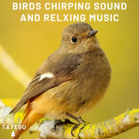 Birds Chirping Sound and Relaxing Music Morning 1 Hour Relaxing Nature Ambient Yoga Meditation Sounds For Sleeping Relaxation or Studying