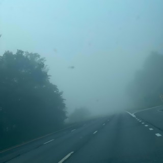forest fog